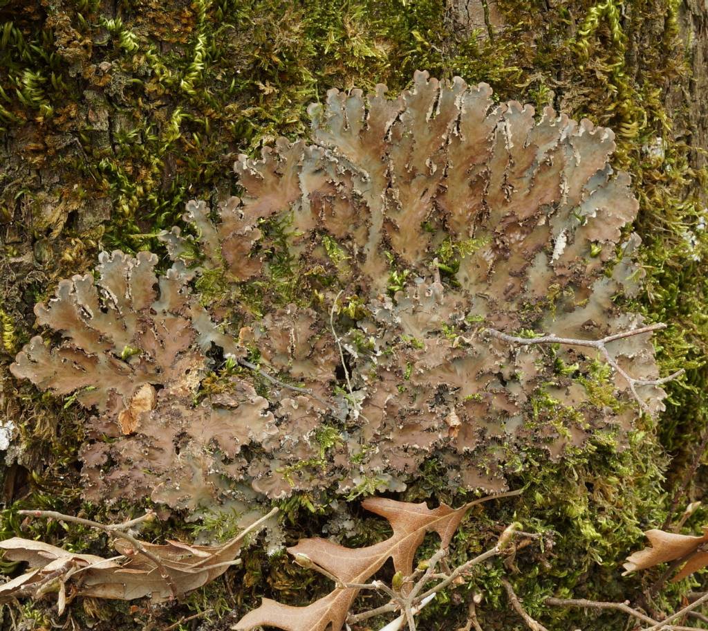Peltigera ( almeno credo)